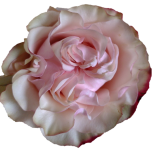 Country Candy Roses de jardin d'Equateur Ethiflora